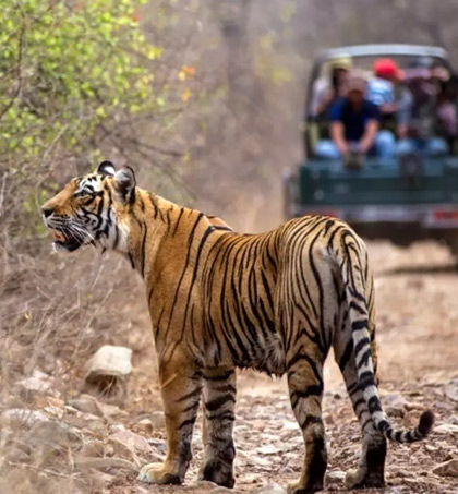 Ranthambore